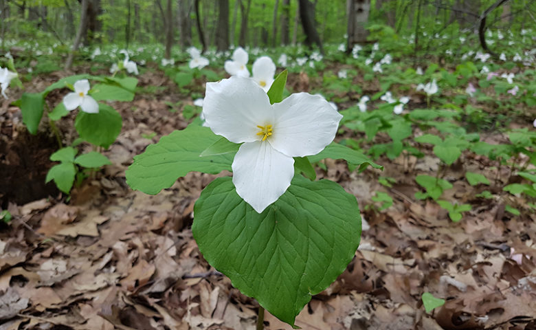Trillium in the forest of Ontario
